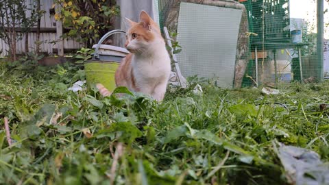 ginger cat in the garden