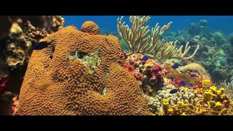 View Of The Marine Ecosystem