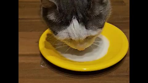 Mr. Rockythe Cat Gets Plate of Milk to Drink