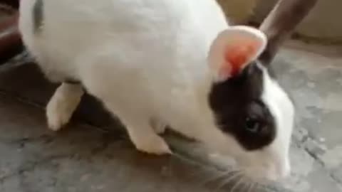 Hey! Bunny Look at me