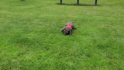 French bulldog rolling on grass staying hydrated