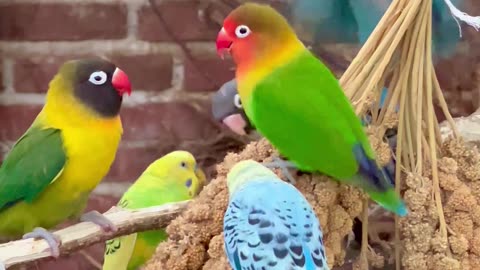 Fischer's lovebird, Black Masked Lovebird, black-cheeked lovebird, and budgies #birds #bird #nature