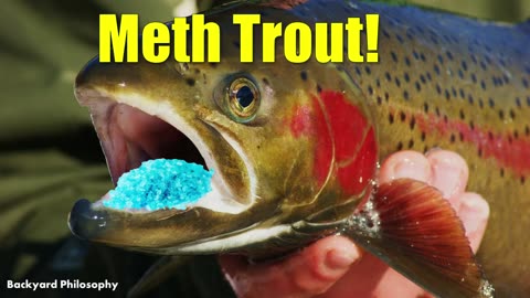 Meth Trout! Fish Addicted To Drugs!
