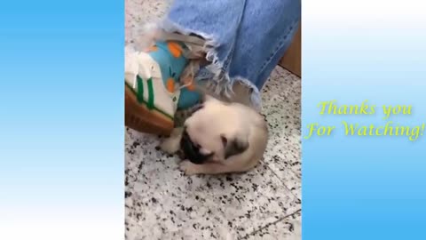 Cute funny animals compilations