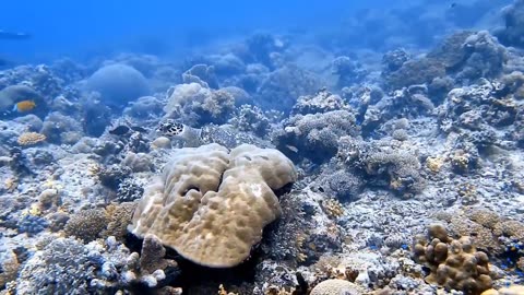 TUBBATAHA REEF - NATURE'S BEST