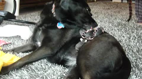 Black Labrador Takes Care Of Baby Opossums Like They Were Her Own