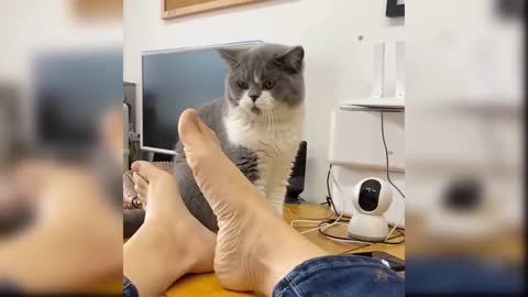 These cats will make your day😂