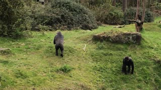 Gorillas Capture Baby Ducklings