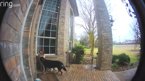 Family dogs learn to use ring video doorbell to get owner's attention