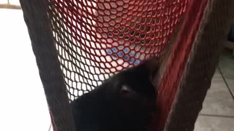 Kitten Swinging in Hammock Chair