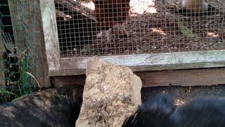 Puppies playing outside chicken run