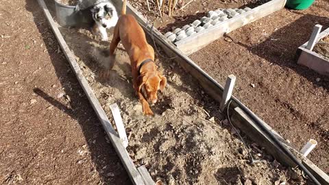 Puppy Helps in the Garden