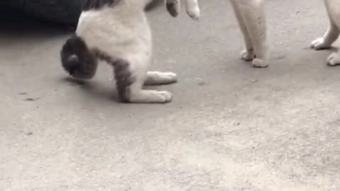 Funny Cat fighting 😂
