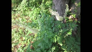 The Star of the Show Black Cohosh July 2021