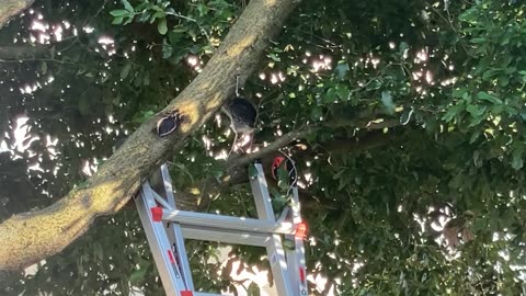 Young Green Heron Learns to Use Ladder After Falling Out of Tree