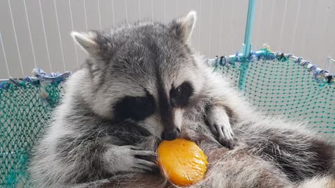 Raccoon uses paws to chow down on tasty mango