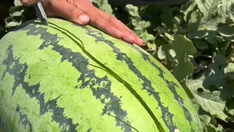 Big size watermelon 🍉😁