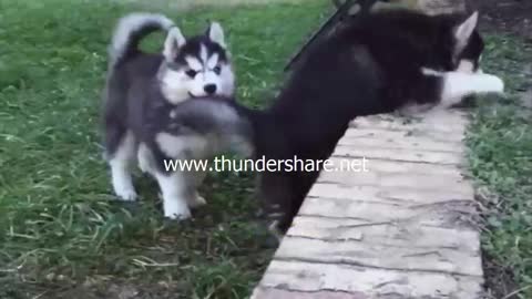 Husky Pups Struggling to climb