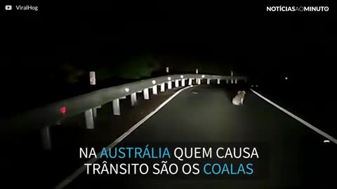 Coala para o trânsito em estrada na Austrália