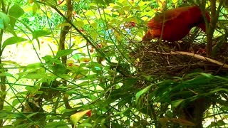 Daddy Takes Turn Feeding Baby Birds