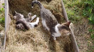 Kittens playing