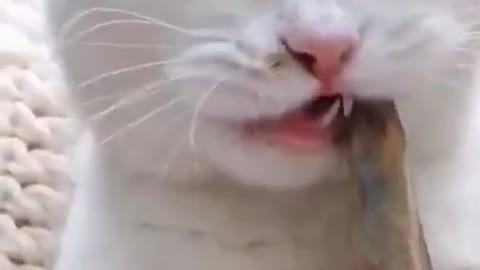 cat making weird sounds while eating.