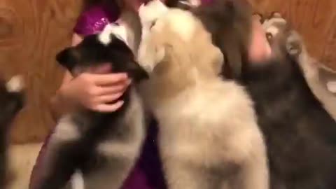 When Husky puppies attack lol