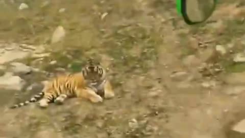 Tiger approaches vehicle but appears friendly - Funny reactions