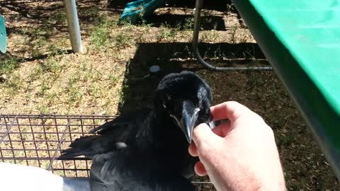 Raven's First Time on Treadmill