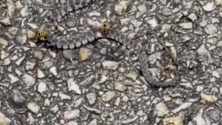 Two yellowjackets feasting on a snake