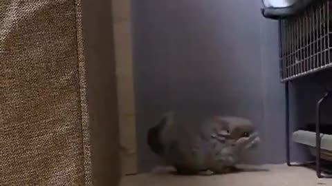 You have now seen a baby chinchilla