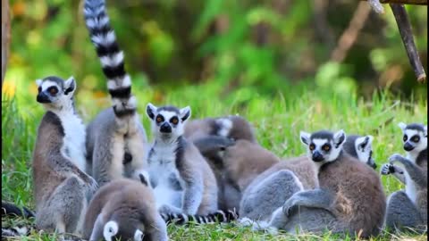 LEMUR FAMILY IN THE FOREST