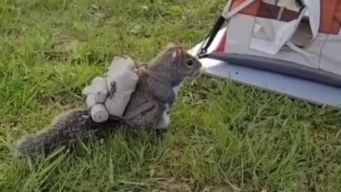 Squirrel going for camping Night