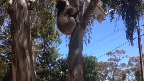 Koala gats kicked out tree