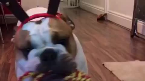 Jingle Bear, a Bulldog and his antlers