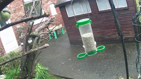 Adorable Uk Garden Birds Thrive In The Rain As They Feast!