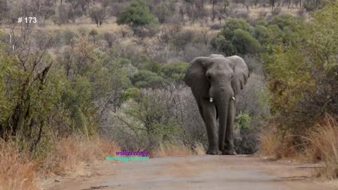 Scary Encounter of An Elephant Walking Towards Me On a narrow Road