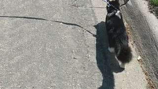 Cute cat goes for walk with dog