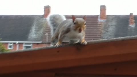 Squirrel Ready To Attack!