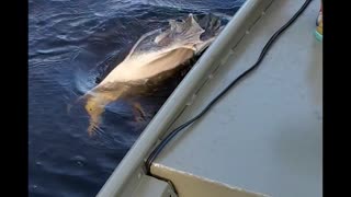 Turtle Snatches Pliers From Fisherman