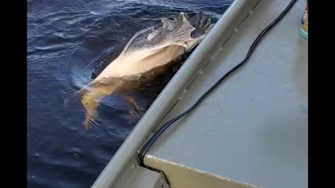 Turtle Snatches Pliers From Fisherman