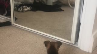 Puppy plays with reflection in the mirror