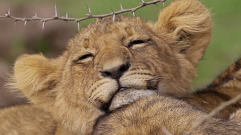 Sleepy cute lillte lion cub can't keep open her eyes