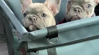 Cute frenchbulldogs have a good time together