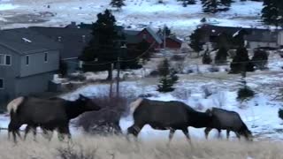 Elk Heard Hurries Across the Road