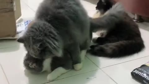 Very cute mating cats. Let's make love.