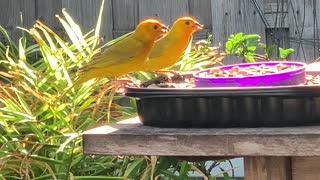 # Back Yard Birds Hawai’i