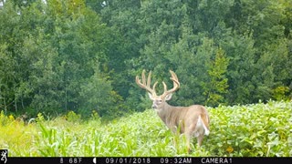 Bean field buck 2018