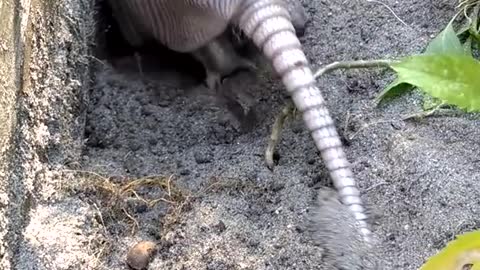Baby armadillo digs, amazing animals vedio