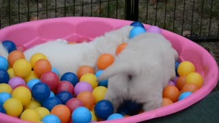 English Golden Retriever pups play time!